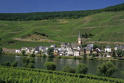 Blick über die Mosel auf die Weinfelder von Zell-Merl, Mosel, Rheinland-Pfalz, Deutschland