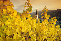 view from the vineyards to St. Martin church, Ediger-Eller, Rhineland-Palatinate, Germany