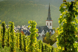 view from the vineyards to St. Martin church, Ediger-Eller, Rhineland-Palatinate, Germany