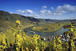 Blick über Weinreben auf Moselschleife bei Bremm, Bremm, Mosel, Rheinland-Pfalz, Deutschland