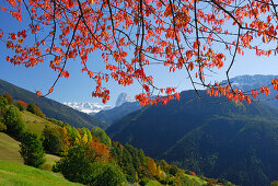 Sellagruppe und Langkofel über den herbstlich verfärbten Bäumen im Grödnertal, Dolomiten, Südtirol, Italien
