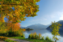 Herbstlich verfärbte Bäume am Zeller See, Zell am See, Salzburg, Österreich