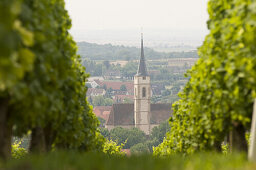 View over vineyard to church spire, Iphofen, Franconia, Bavaria, Germany