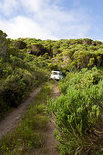 A car driving on an overgrown path through green landscape, Grootbos Private Nature Reserve, Gansbaai, South Africa, Africa