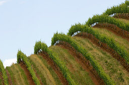 View at vines on the vineyard Tokara, Helshoogte Pass, Simonsberg Mountains, South Africa, Africa