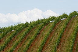 View at vines on the vineyard Tokara, Helshoogte Pass, Simonsberg Mountains, South Africa, Africa