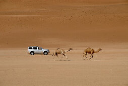 Ein Geländewagen und zwei Dromedare im Wüstensand, Wahiba Sands, Oman, Asien