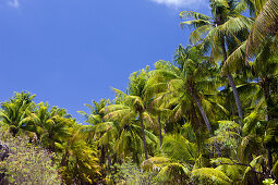 Coconut Palms at Bikini, Marshall Islands, Bikini Atoll, Micronesia, Pacific Ocean