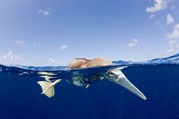 Young Brown Booby, Sula, leucogaster, Marshall Islands, Bikini Atoll, Micronesia, Pacific Ocean