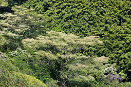 Bambuswald an der Strasse nach Hana, Maui, Hawaii, USA