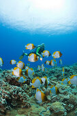 Pyramid Butterflyfishes and Diver, Hemitaurichthys polyepis, Molokini Crater, Maui, Hawaii, USA