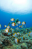 Taucher und Gelbe Pyramiden-Falterfische, Hemitaurichthys polyepis, Molokini Krater, Maui, Hawaii, USA