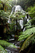 The Bridal Vail Falls behind big tree ferns, North Island, New Zealand, Oceania
