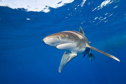 Longimanus Weissspitzen-Hochseehai, Carcharhinus longimanus, Elphinestone Riff, Rotes Meer, Aegypten