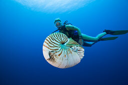 Nautilus, Perlboot und Taucher, Nautilus pompilius, Grosses Barriere Riff, Australien