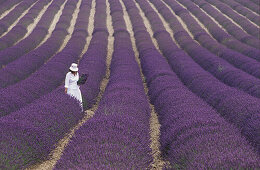 Girl in Lavender field, Plateau de Vaucluse, Sault, Provence, France.