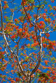 Flammenbaum gegen blauen Himmel, Delonix regia, Havelock, Andamanen, Indien