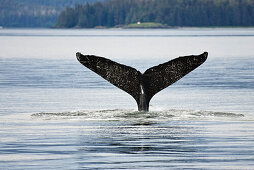 The fluke of a humpback whale poking out of the water, Megaptera novaeangliae, Inside Passage, Alaska, USA