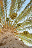 Date palm in the sunlight, Tozeur, Gouvernorat Tozeur, Tunisia, Africa