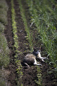 Cat in vegetable patch, biological dynamic (bio-dynamic) farming, Demeter, Lower Saxony, Germany
