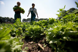 Farmers harvesting lettuce, biological dynamic (bio-dynamic) farming, Demeter, Lower Saxony, Germany