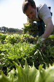 Farmer harvesting lettuce, biological dynamic (bio-dynamic) farming, Demeter, Lower Saxony, Germany