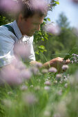 Farmer in bed of chives, biological dynamic (bio-dynamic) farming, Demeter, Lower Saxony, Germany