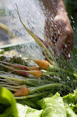 Washing freshly carrots, biological dynamic (bio-dynamic) farming, Demeter, Lower Saxony, Germany