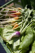 Fresh carrots on lettuce, biological dynamic (bio-dynamic) farming, Demeter, Lower Saxony, Germany
