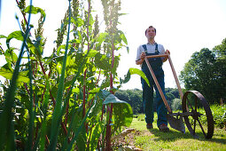 Farmer with cultivator, biological dynamic (bio-dynamic) farming, Demeter, Lower Saxony, Germany