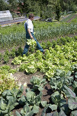 Landwirt erntet Salat, biologisch-dynamische Landwirtschaft, Demeter, Niedersachsen, Deutschland