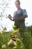 Small Tortoiseshell on welsh onion, biological dynamic (bio-dynamic) farming, Demeter, Lower Saxony, Germany