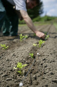 Farmer planting parsley, biological dynamic (bio-dynamic) farming, Demeter, Lower Saxony, Germany