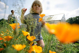 Junge pflückt Kalifornischen Goldmohn, biologisch-dynamische Landwirtschaft, Demeter, Niedersachsen, Deutschland