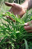 Buck's horn plantain (Plantago coronopus), biological dynamic (bio-dynamic) farming, Demeter, Lower Saxony, Germany