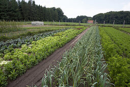 Several vegetable patches, biological dynamic (bio-dynamic) farming, Demeter, Lower Saxony, Germany