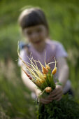 Mädchen (4 Jahre) mit frisch geernteten Möhren aus biologisch-dynamischer Landwirtschaft, Niedersachsen, Deutschland