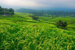 View at  deserted rice terraces under cloudy sky, Central Bali, Indonesia, Asia