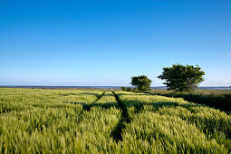 Grain field, Foehr island, North Frisian Islands, Schleswig-Holstein, Germany