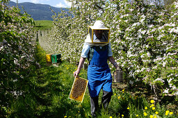 Imker mit Bienenwabe und Rauchapparat, Bienenzüchter, Honigbienen, Südtirol, Italien