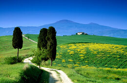 Landschaft mit Pinien unter blauem Himmel, Blick zum Monte Amiata, Val d'Orcia, Toskana, Italien, Europa