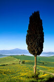 Zypresse unter blauem Himmel, Blick zum Monte Amiata, Val d'Orcia, Toskana, Italien, Europa
