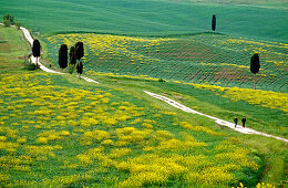 Wanderer auf einer Landstrasse, Val d'Orcia, Toskana, Italien, Europa