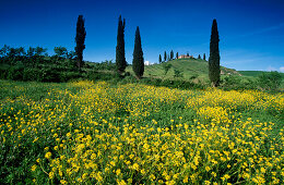 Gelbe Blumen vor Landhaus mit Zypressen, Val d'Orcia, Toskana, Italien, Europa