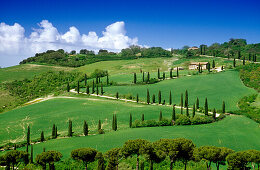 Serpentine road with cypresses under blue sky, Val d'Orcia, Tuscany, Italy, Europe