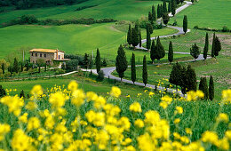 Yellow flowers in front of serpentine road with cypresses, Val d'Orcia, Tuscany, Italy, Europe