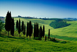 Landscape with cypresses under blue sky, Crete, Tuscany, Italy, Europe