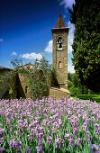 Iris in front of a chapel in the sunlight, Chianti region, Tuscany, Italy, Europe