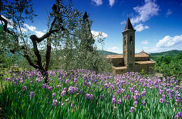 Schwertlilien vor einer Kapelle im Sonnenlicht, Chianti Region, Toskana, Italien, Europa