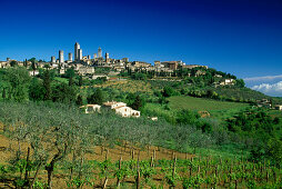 View over vineyard at the town San Gimignano in the sunlight, Tuscany, Italy, Europe